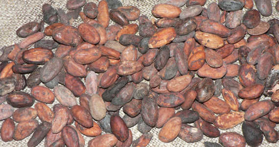 kakaové boby