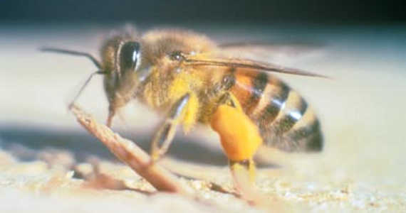 Afrikanizované včely